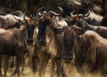 14 Kenia_Luxus Safari_MaraPlainsCamp-Migration_Große Tierwanderung_Gnu©GreatPlainsConservation