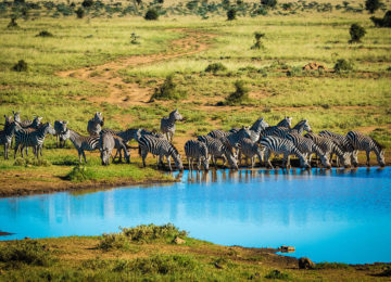 16 Kenia Luxus Safari_olDonyoLodge©GreatPlainsConservation
