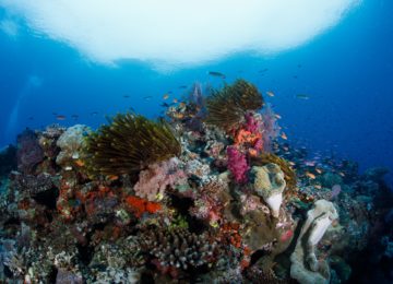 Korallenriff ©Jean-Michel Cousteau Resort Fiji