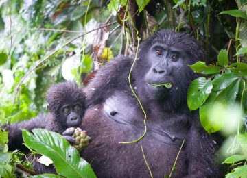 3_Gorilla Mum and Baby©The Uganda Safari Company