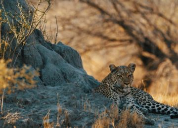 Leopard ©Sanctuary Chief’s Camp