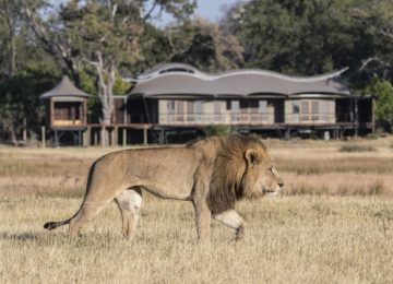 Afrika – Luxussafari in Botswana und Zimbabwe