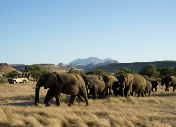 5 DamaralandCamp_Luxusreise_Namibia_WildernessAir_Elefanten©Wilderness Safaris_Dana Allen