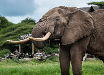 5 Kenia_Luxus Safari_Elefant_olDonyoLodge©GreatPlainsConservation