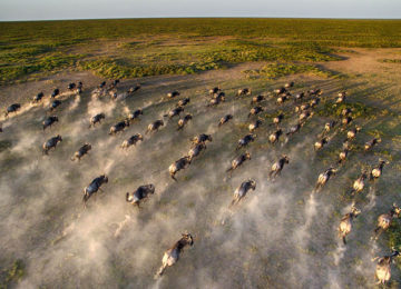 Tansania Migration Gnuwanderung Luxus Safari©andBeyond.