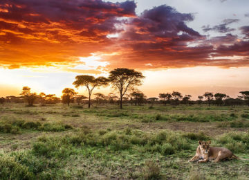 Tansania Luxus Safari Löwen©andBeyond