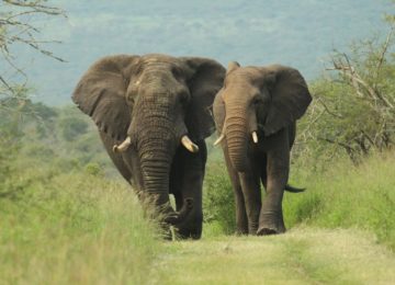 @ThandaPrivateIslandAndThandaSafari_Suedafrika_Elefant