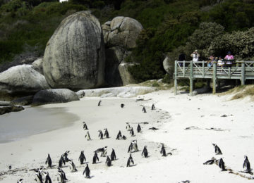 @Wilderness_Safaris_Suedafrika_Pinguine