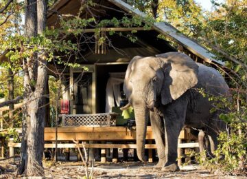 @moremi_luxury-tented-safari-hyena-pan