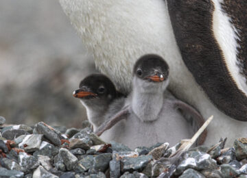 A21_OCN16-CA_2022-23_Francisco_Gomez-4581