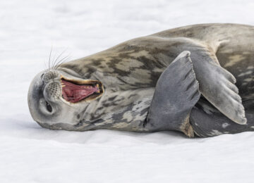 A21_fineart_MAG18-CA_2022-23-JEANPAULDELAHARPE_DSC4687