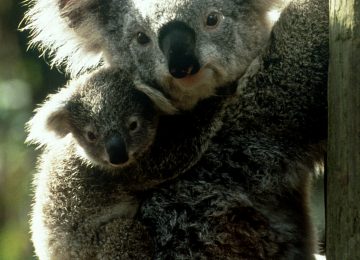Australien & Tasmanien