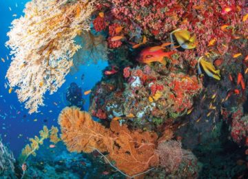 Alphonse Island-experiences-scuba-diving