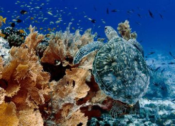Alphonse Island-marinelife-turtle