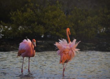 American-flamingo©big 15