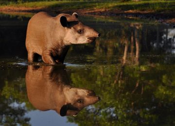 Araras-Pantanal-EcoLodge-1024×623