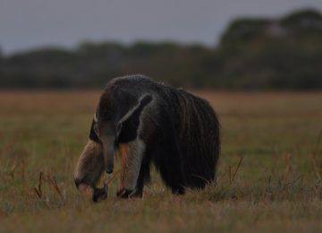 Araras Pantanal EcoLodge – Ameisenbär Pantanal