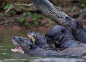 Araras Pantanal EcoLodge – Giant River Otters family by Paul Goldstein