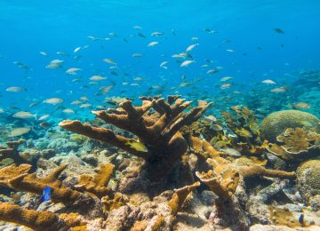 Aruba Ocean Villas (2)