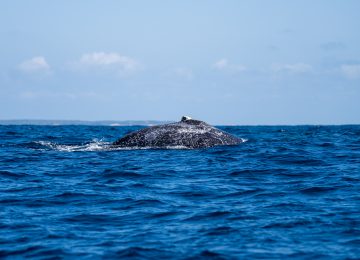 Azura Benguerra - Whale Watching-13