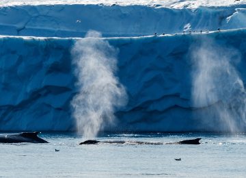 Baleines à bosse-Ilulissat ©StudioPonant-Laurence FISCHER