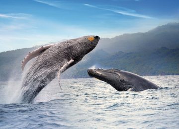 Ballena Jorobada_rafa V+