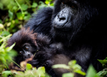 Afrika – Ruanda - Privatreise Berggorillas hautnah