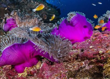 Marinelife Unterwasserwelt