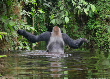 Buka crossing the Mondika river - SBrogan copy