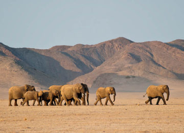 DamaralandCamp_Luxusreise_Namibia_Luxussafari_Elefanten©Wilderness Safaris