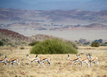 DamaralandCamp_Luxusreise_Namibia_Luxussafari©Wilderness Safaris