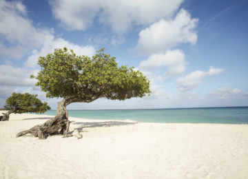 Divi Bäume am Eagle Beach ©Manchebo Beach Resort & Spa