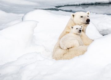 Eisbären©StudioPONANT