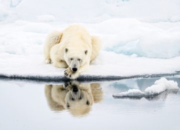 Polar bear©StudioPONANT
