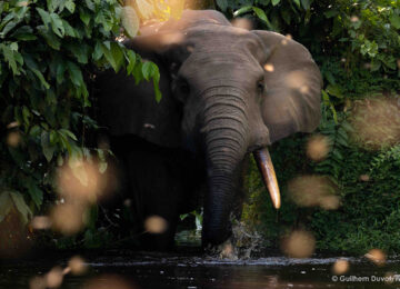 Elephant de forêt dans la rivière Mondika, venu manger les Hydrocharis. Dans la nuée des papillons Libythea copy
