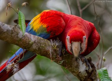 Select Luxury Travel Peru Tambopata Research Center Aras Papageien Peru Fauna – Macaws and parrots – Lucas Bustamante (1)