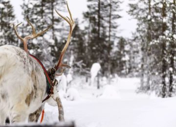 Finnland Schneestimmung avri Lodge