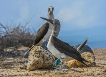Blue_footed_booby_Galapagos & Anden Deluxe