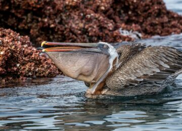 Galapagos Island (2)