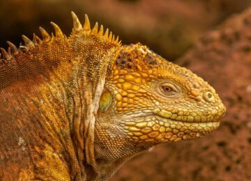 Galapagos Island (25)