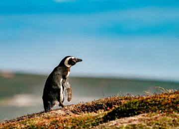 Galapagos Island (29)