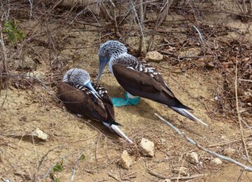 Galapagos Island (30)