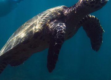 Schildkröte©Islas Secas Resort