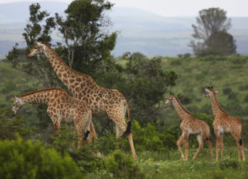 Giraffe 2010