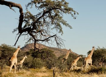 Giraffen ©Gmundner Lodge