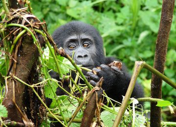 Gorilla