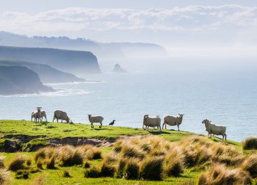 Neuseeland Luxury Annandale farm cropped