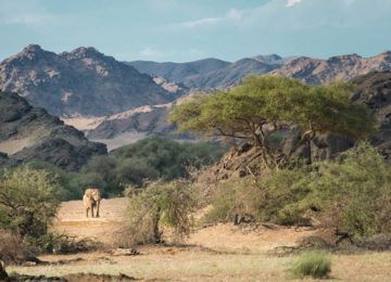 HoanibSkeletonCoast_Namibia_Luxusreise_Skelettküste©Wilderness Safaris OlwenEvans