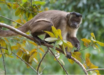 Hotel Araras Eco Lodge Affe