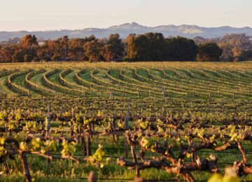 he Louise, Luxury Accommodation Barossa Valley